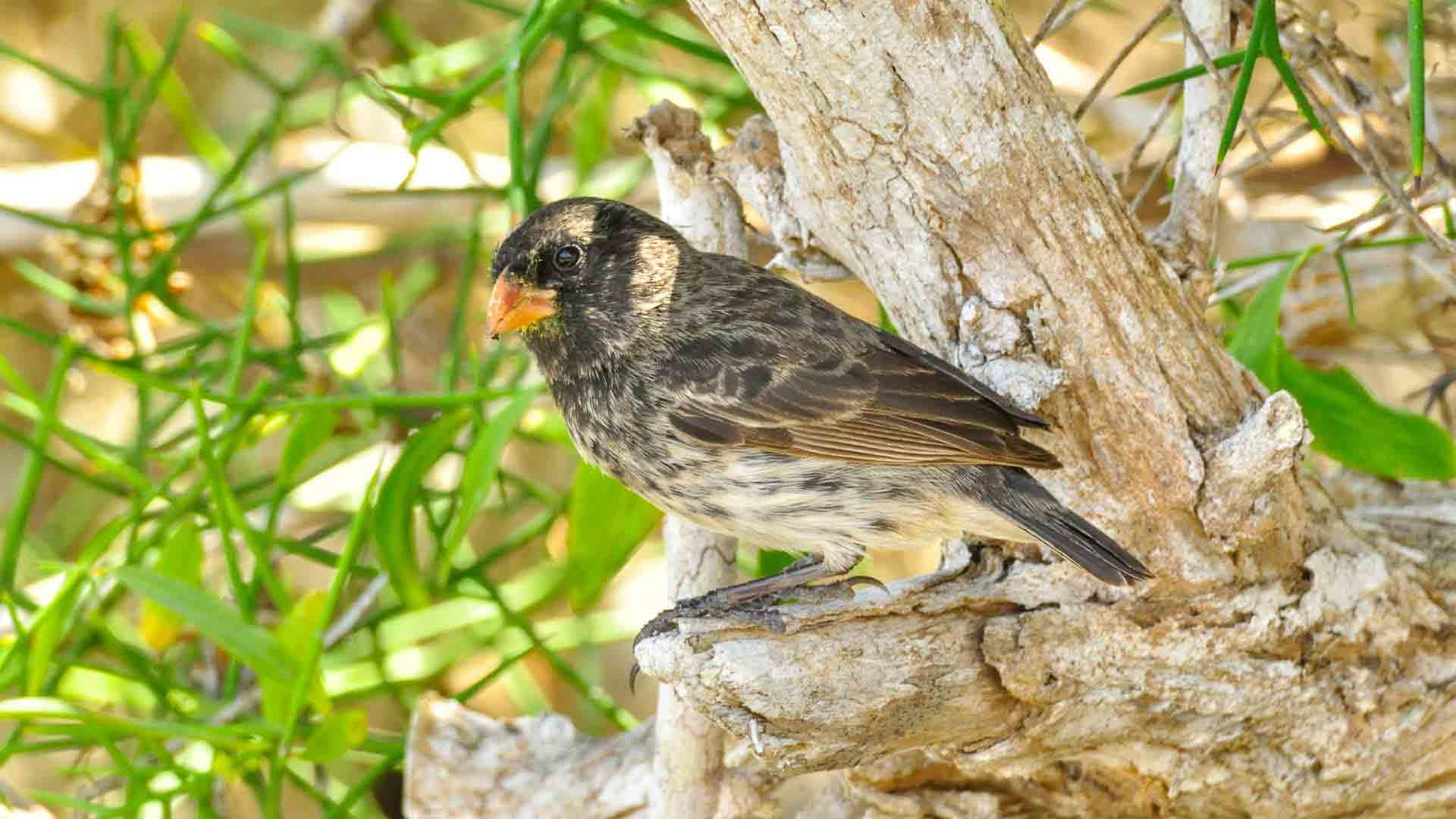 Punta Moreno | Darwin Finch | Galapagos Islands