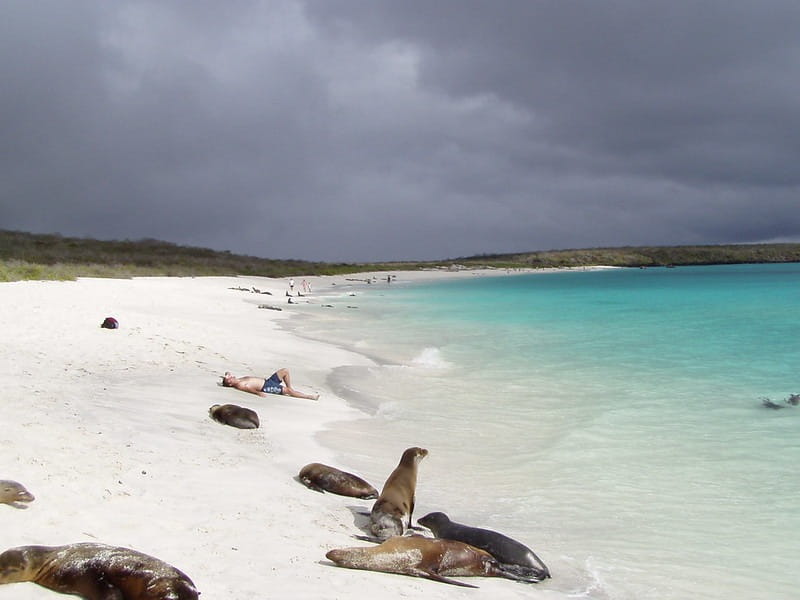 Bahia Gardner | Sea Lions | Galapagos Islands