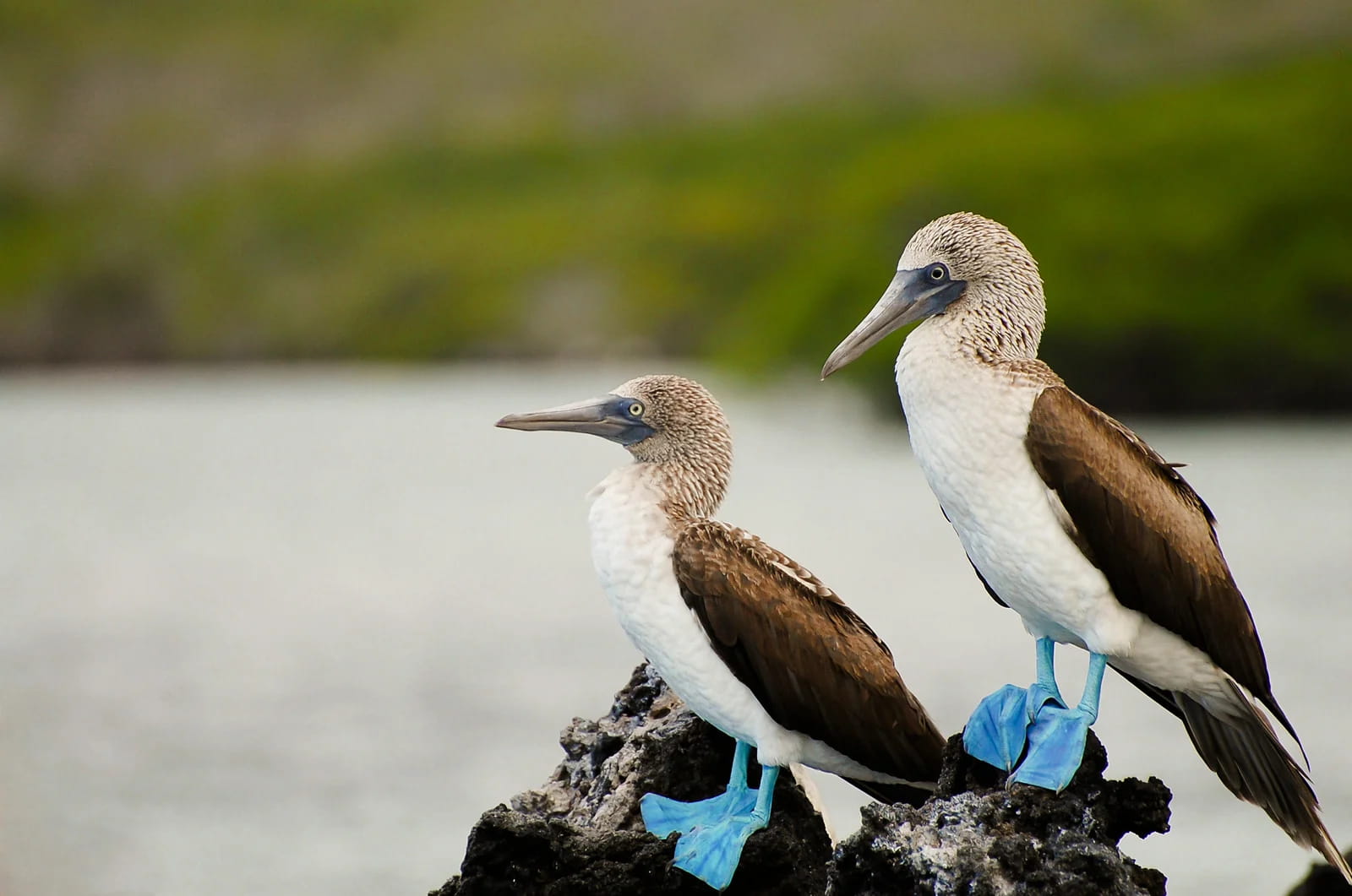Baltra | Galapagos Islands